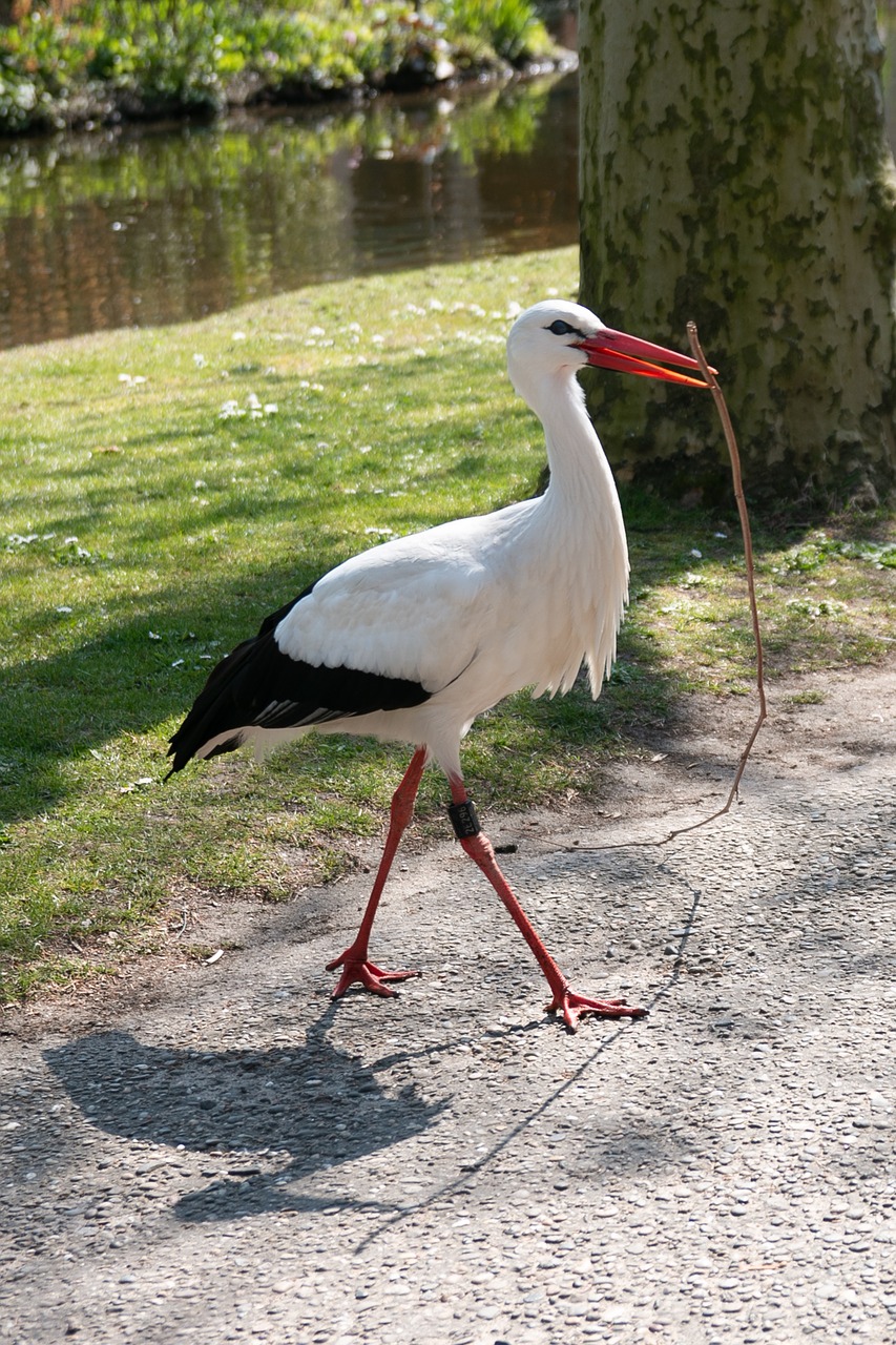 stork  nest building  spring free photo