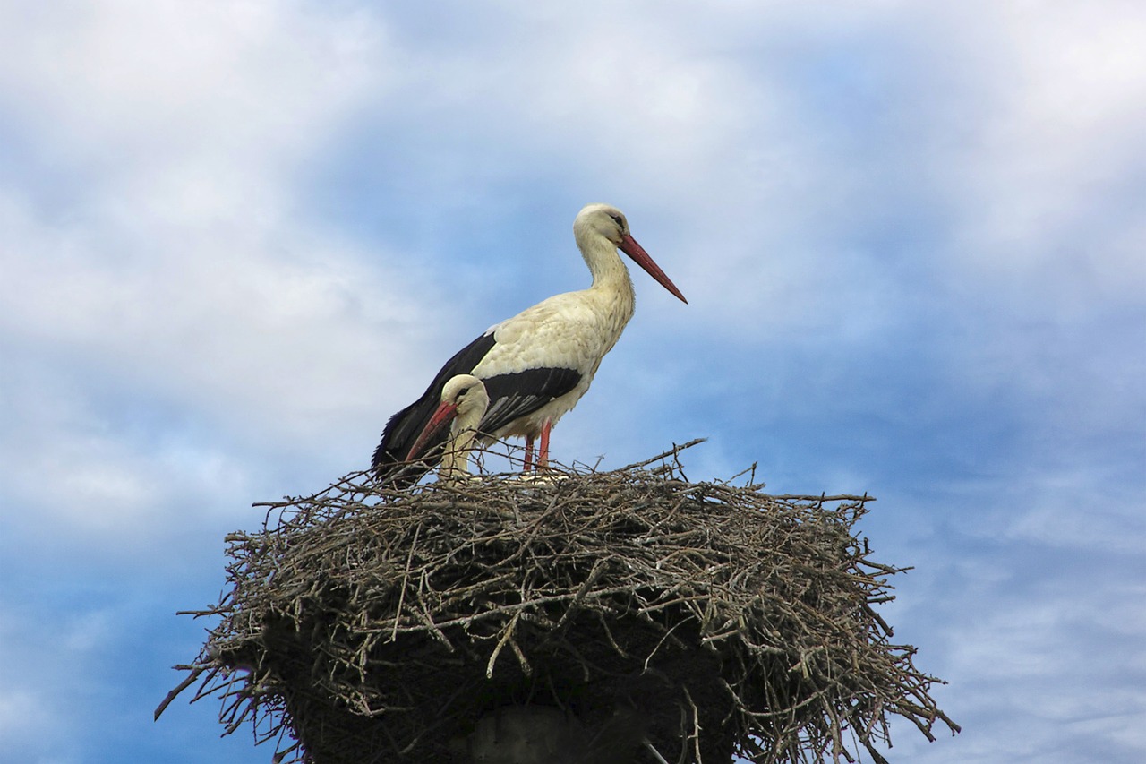 stork  nest  plumage free photo