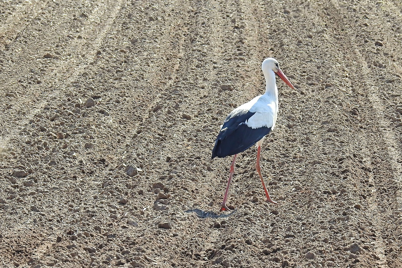 stork  field  foraging free photo
