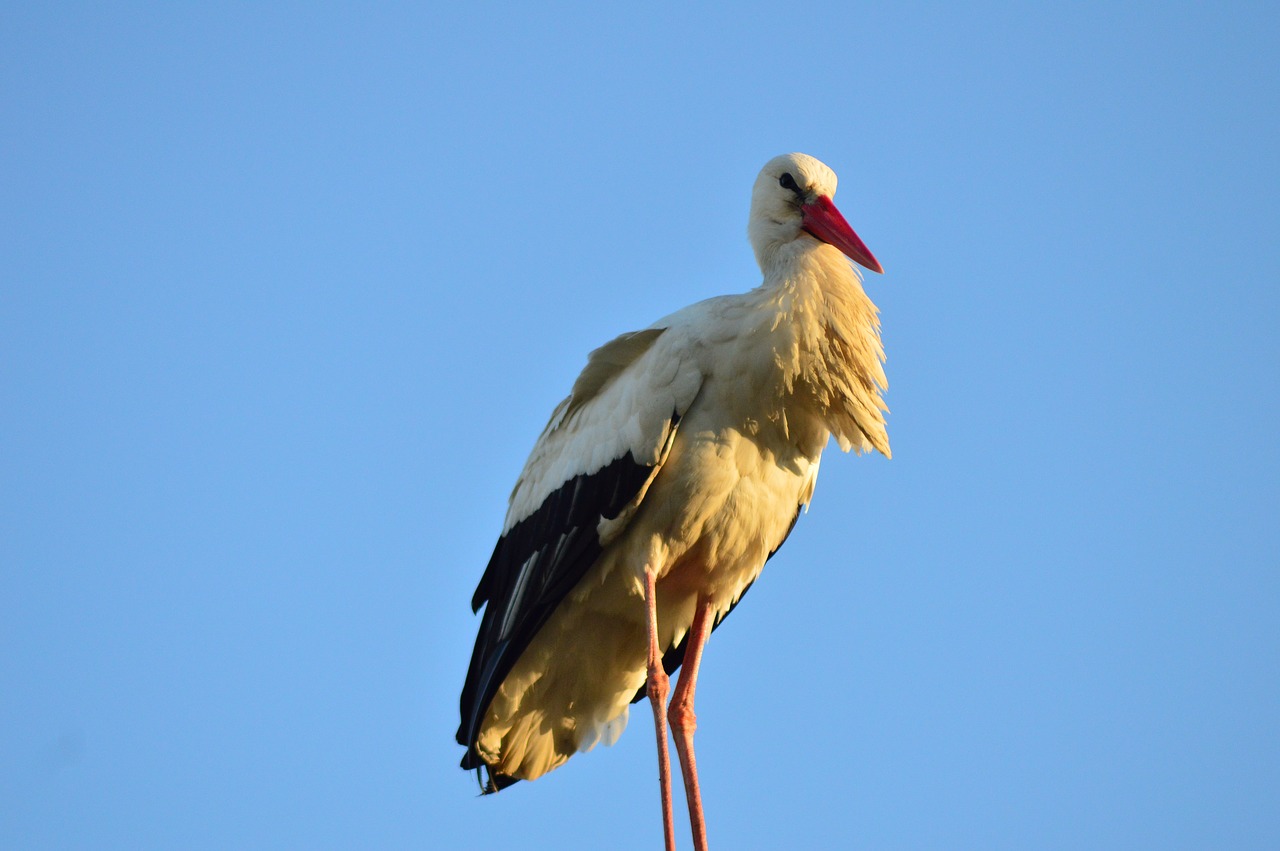 stork  bird  wings free photo