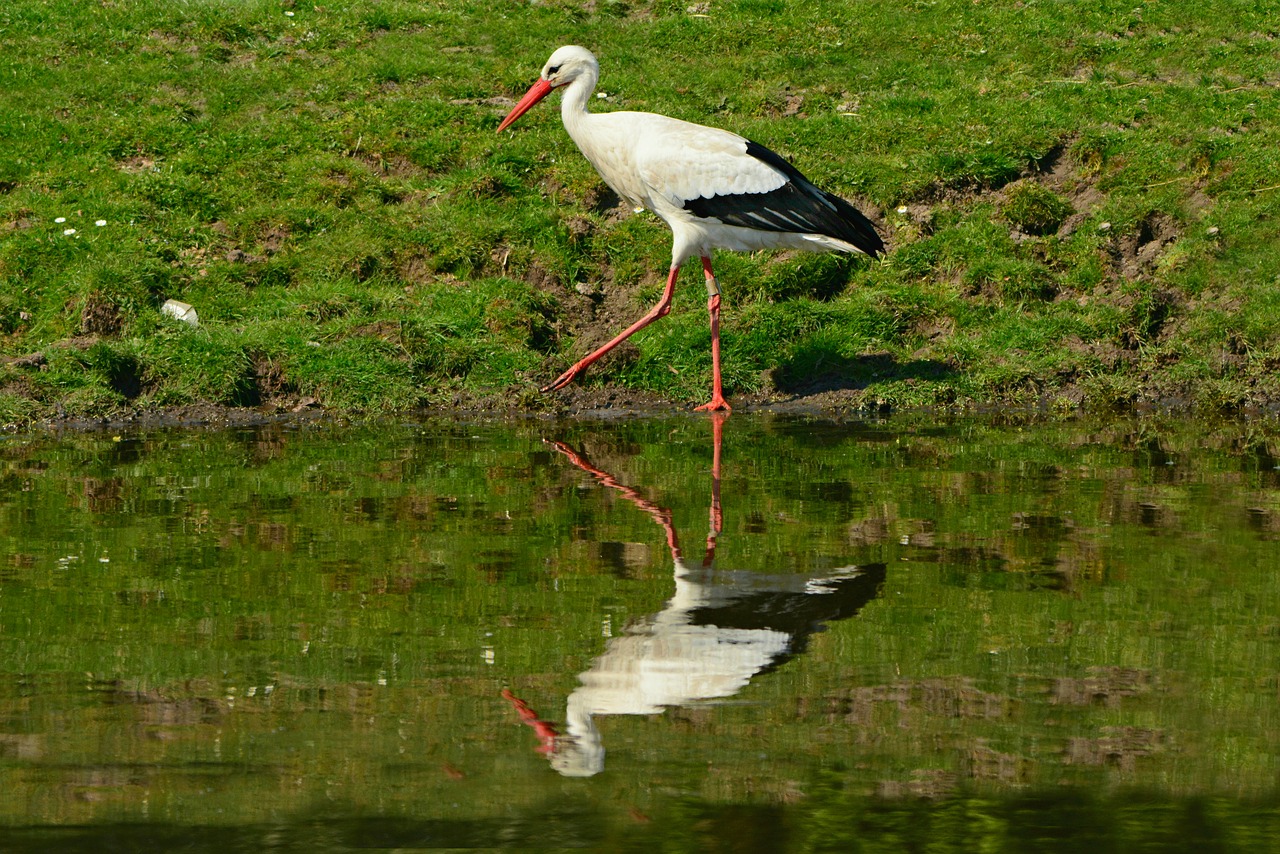 stork  bird  animal free photo