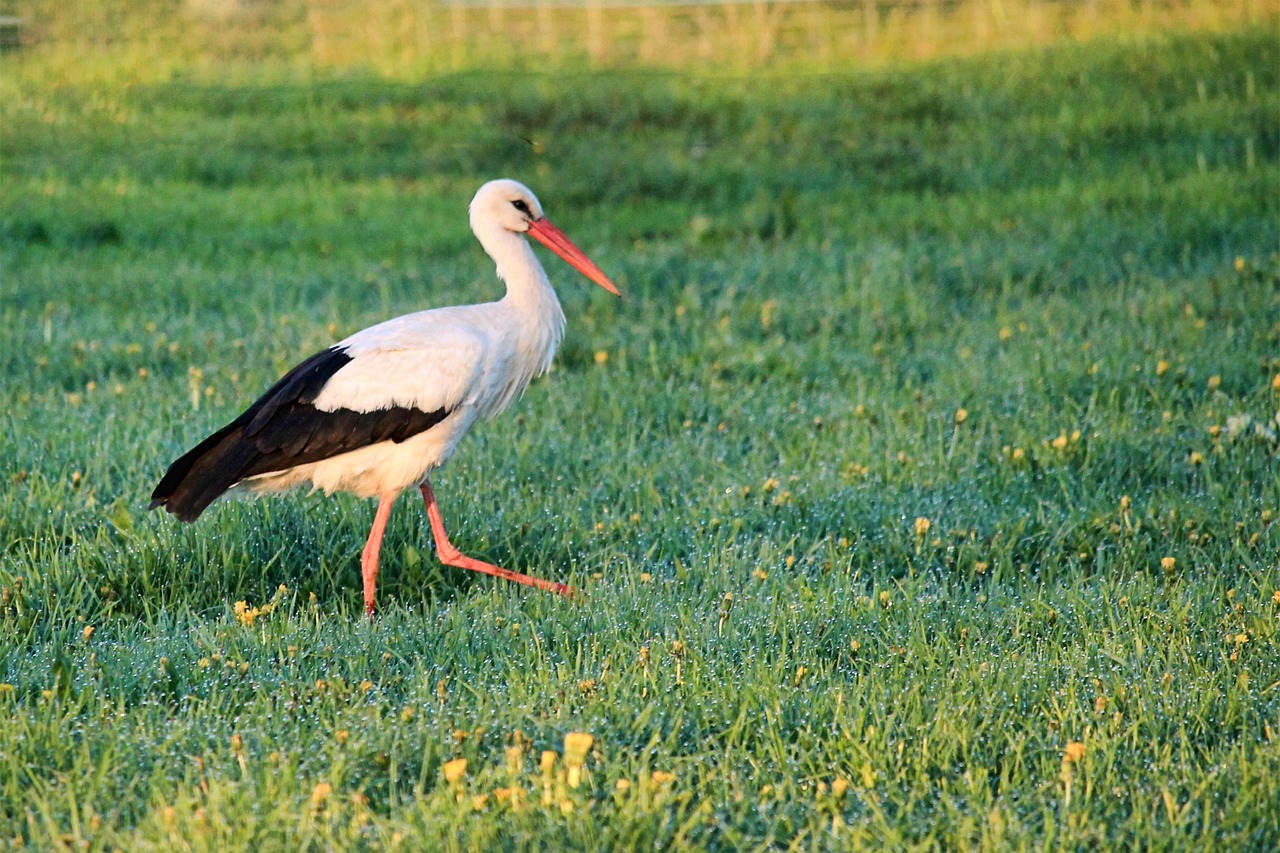 stork  meadow  foraging free photo