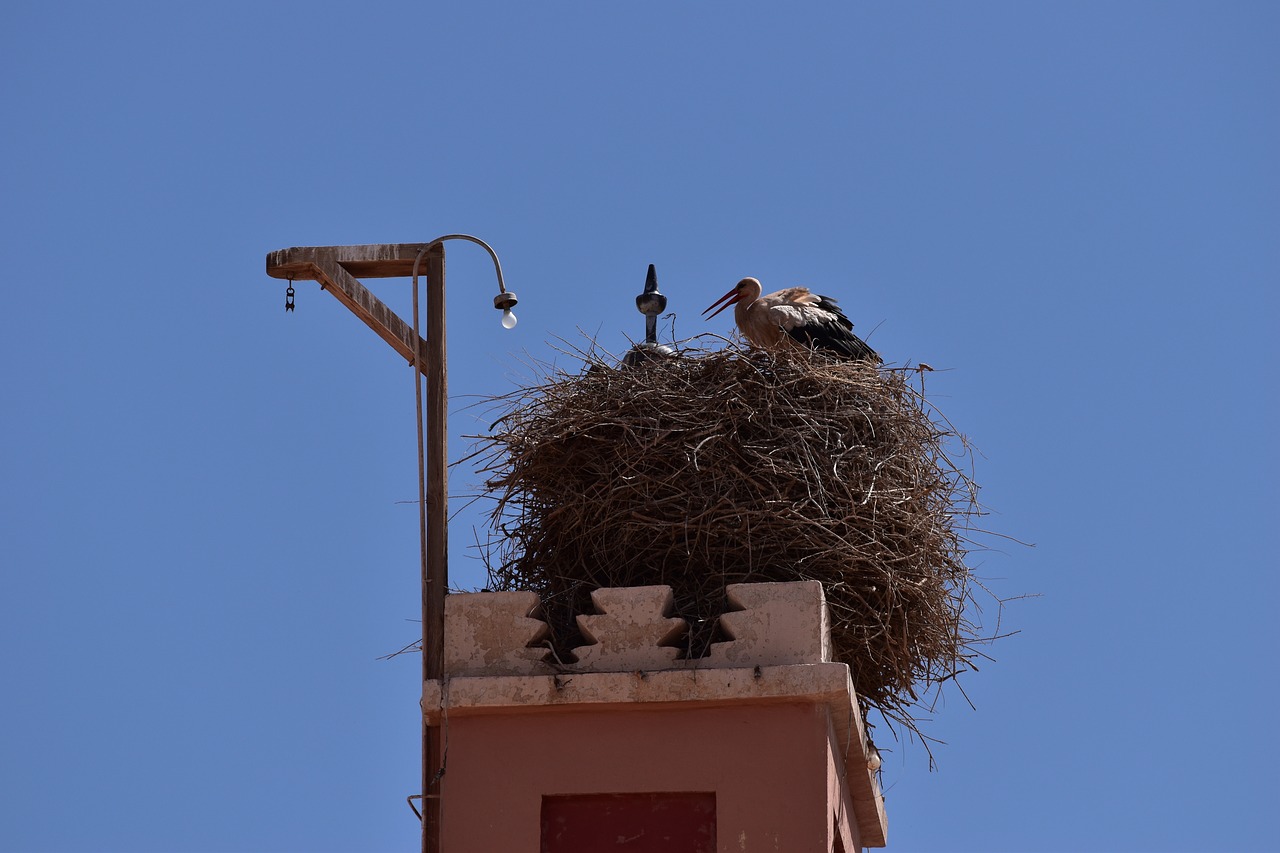 stork  nature  nest free photo