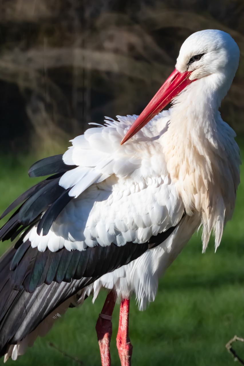 stork  bird  park free photo