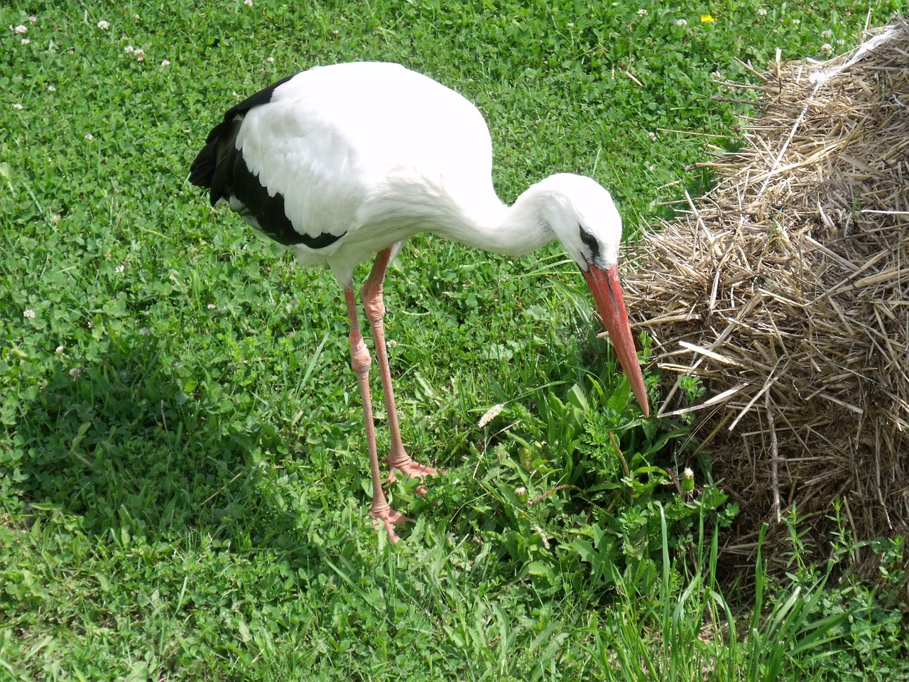 stork animal poroszlo free photo