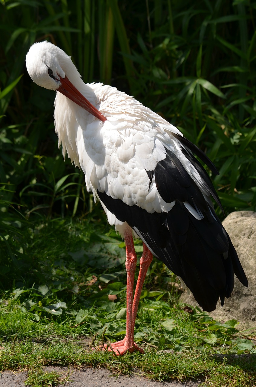 stork bird white stork free photo