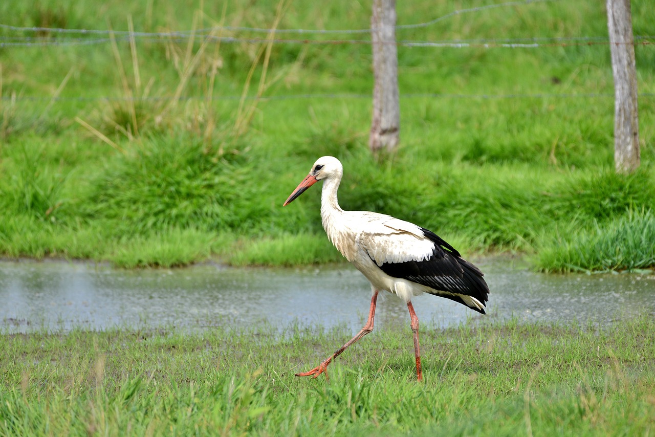 stork  bird  baby free photo