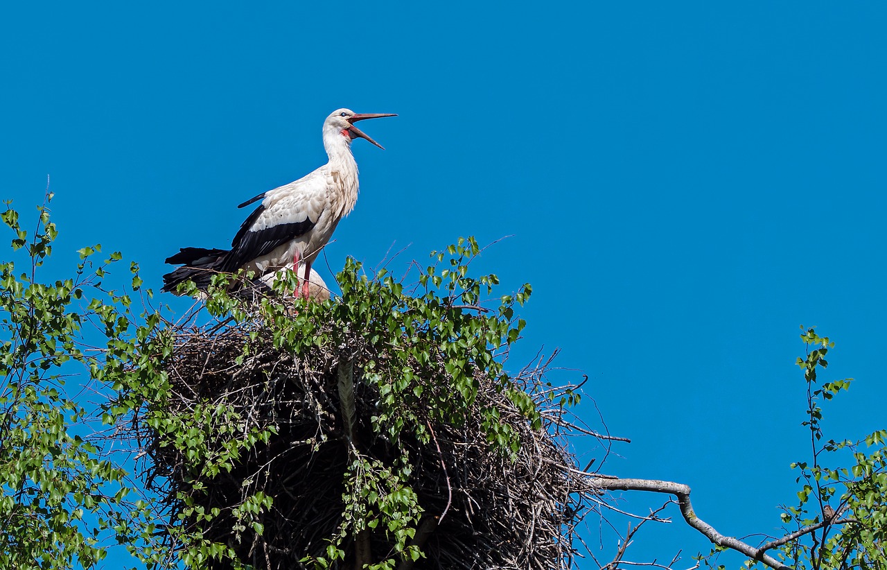 stork  rattle stork  nest free photo