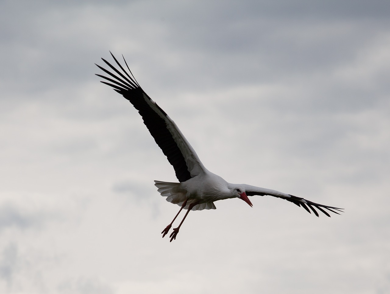 stork  large bird  stork flying free photo