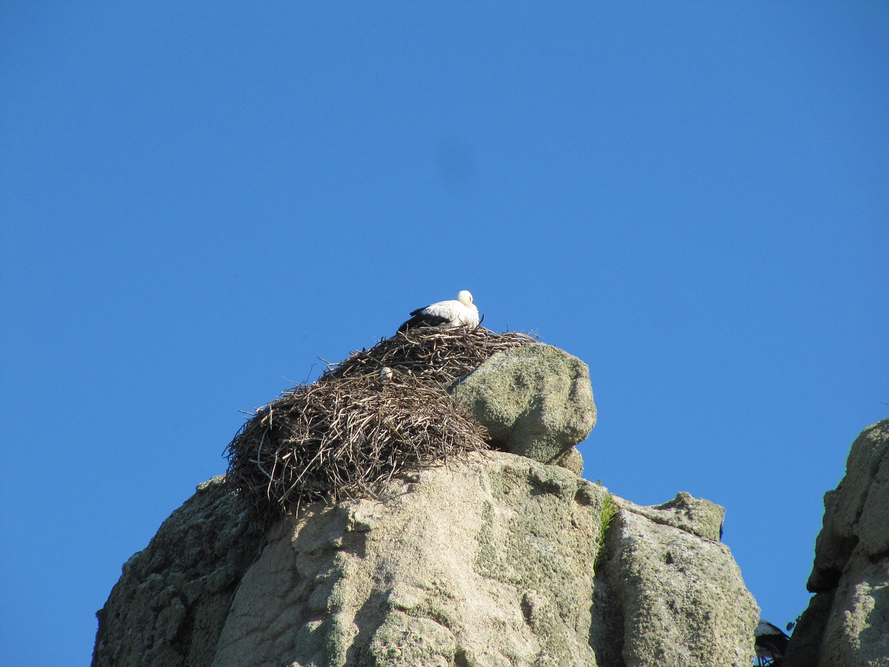 stork nest nature free photo