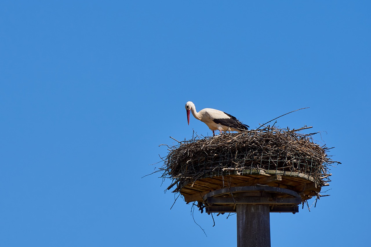 stork  storchennest  bird free photo