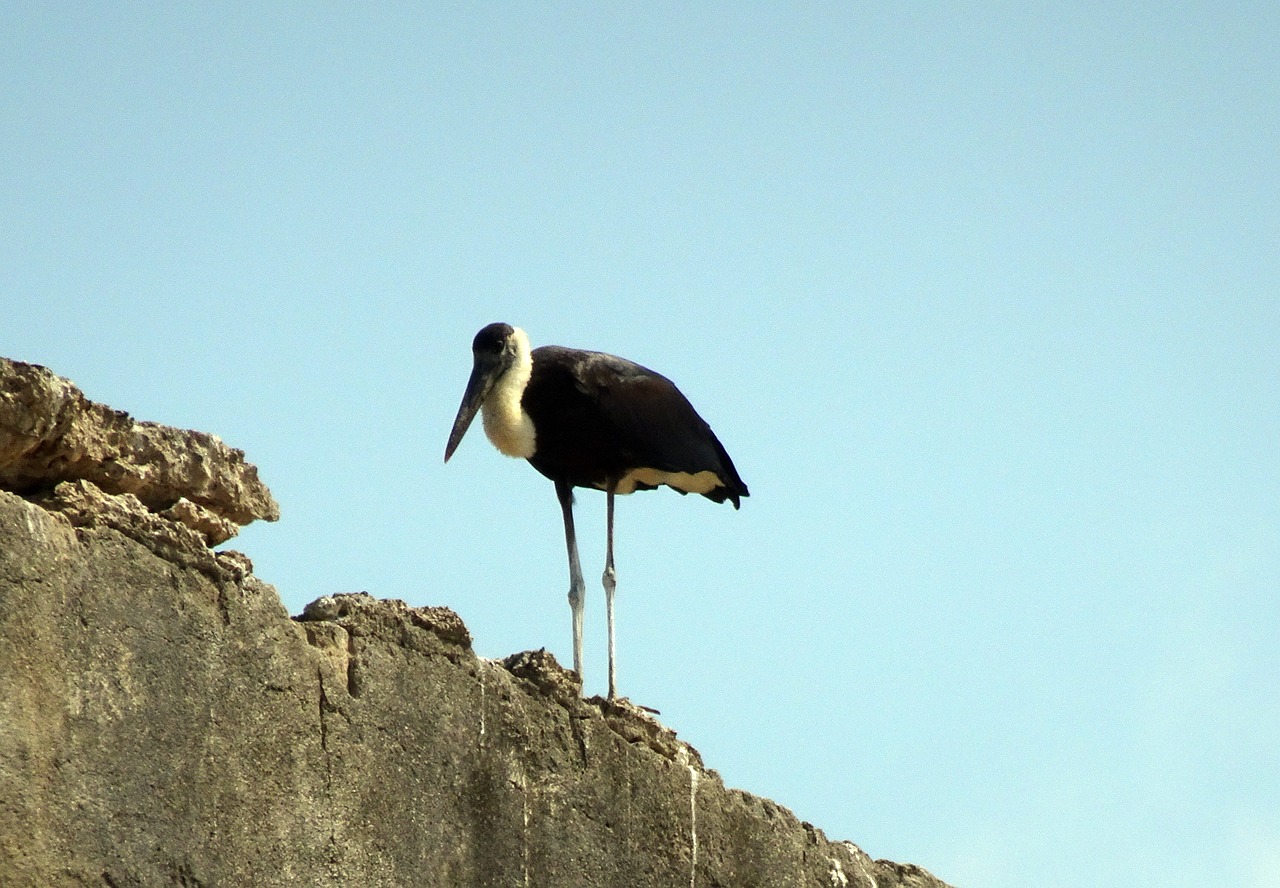 stork  woolly necked  ciconia free photo