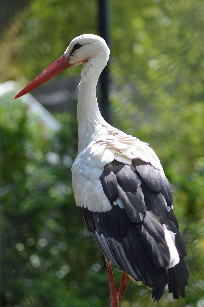 stork  bird  beak free photo