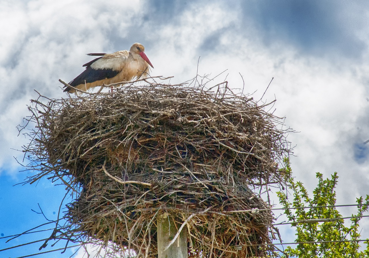 stork  stork nest  power lines free photo