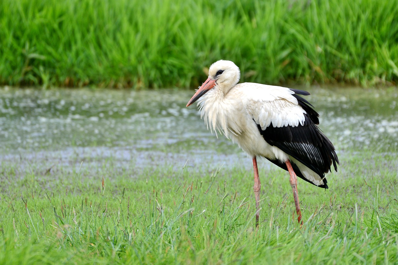 stork  bird  beak free photo