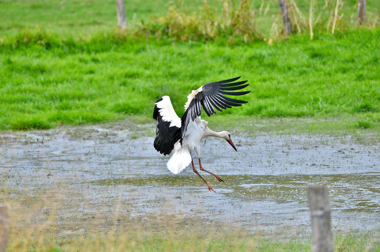stork  bird  fly free photo