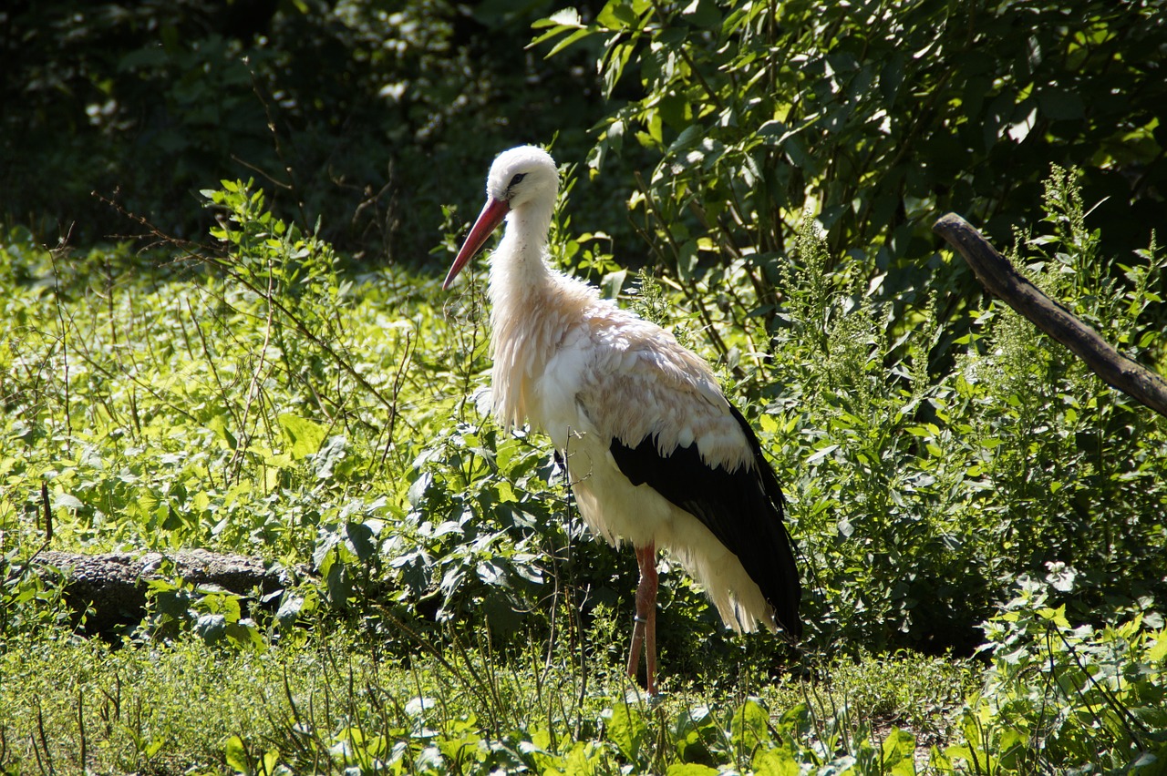 stork plumage scrubby free photo