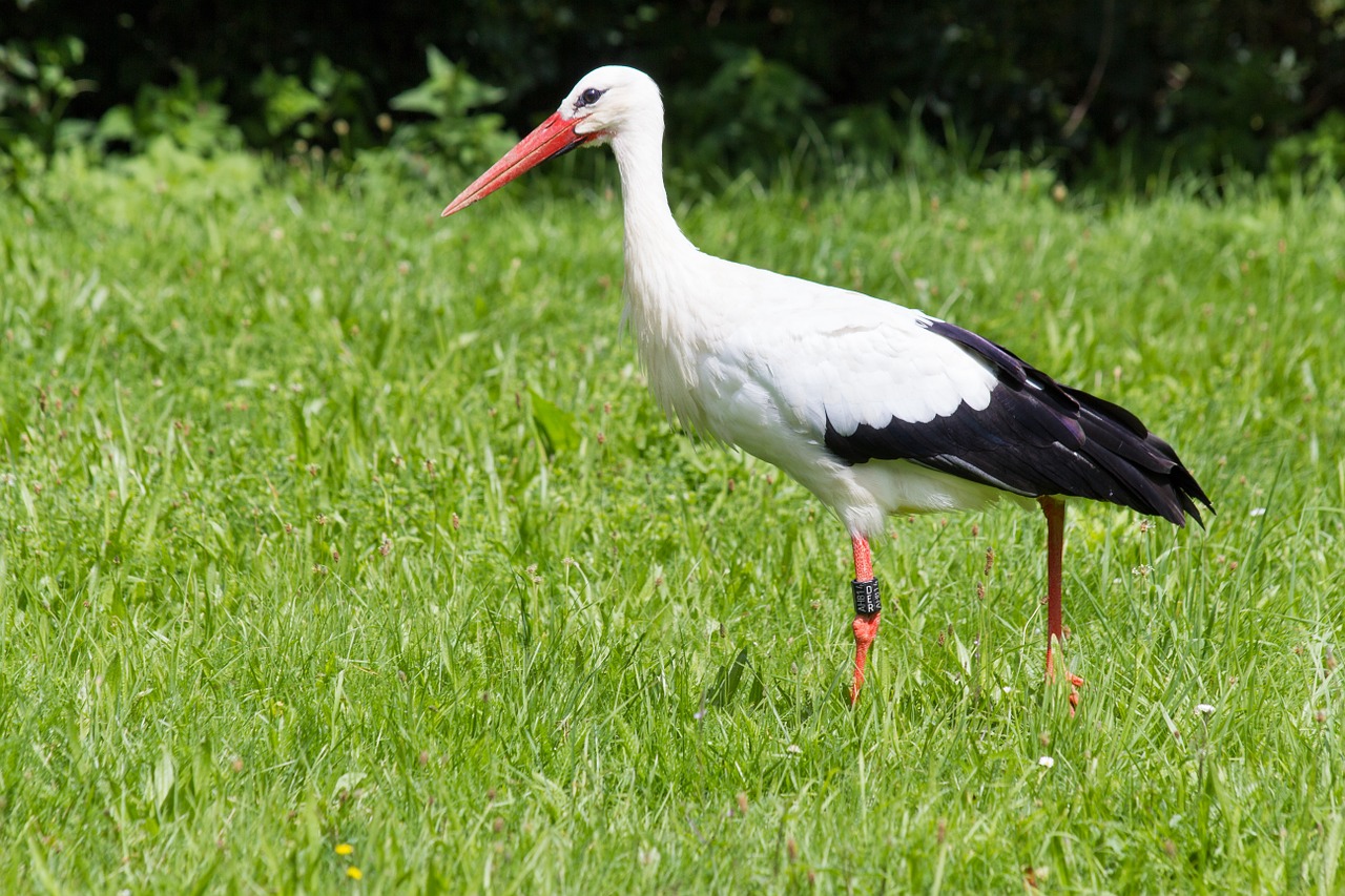 stork white stork ciconia ciconia free photo