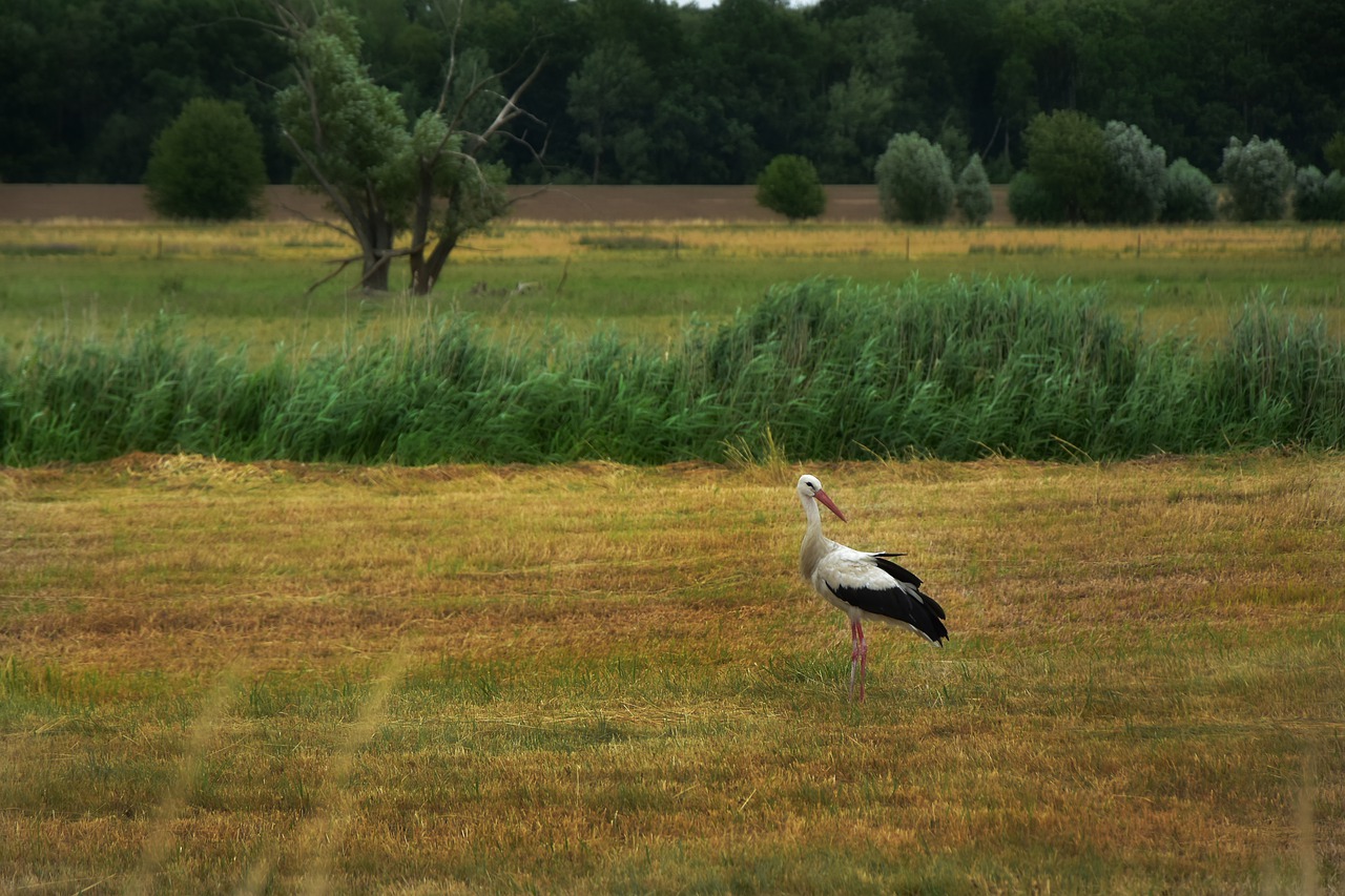 stork  bird  animal free photo