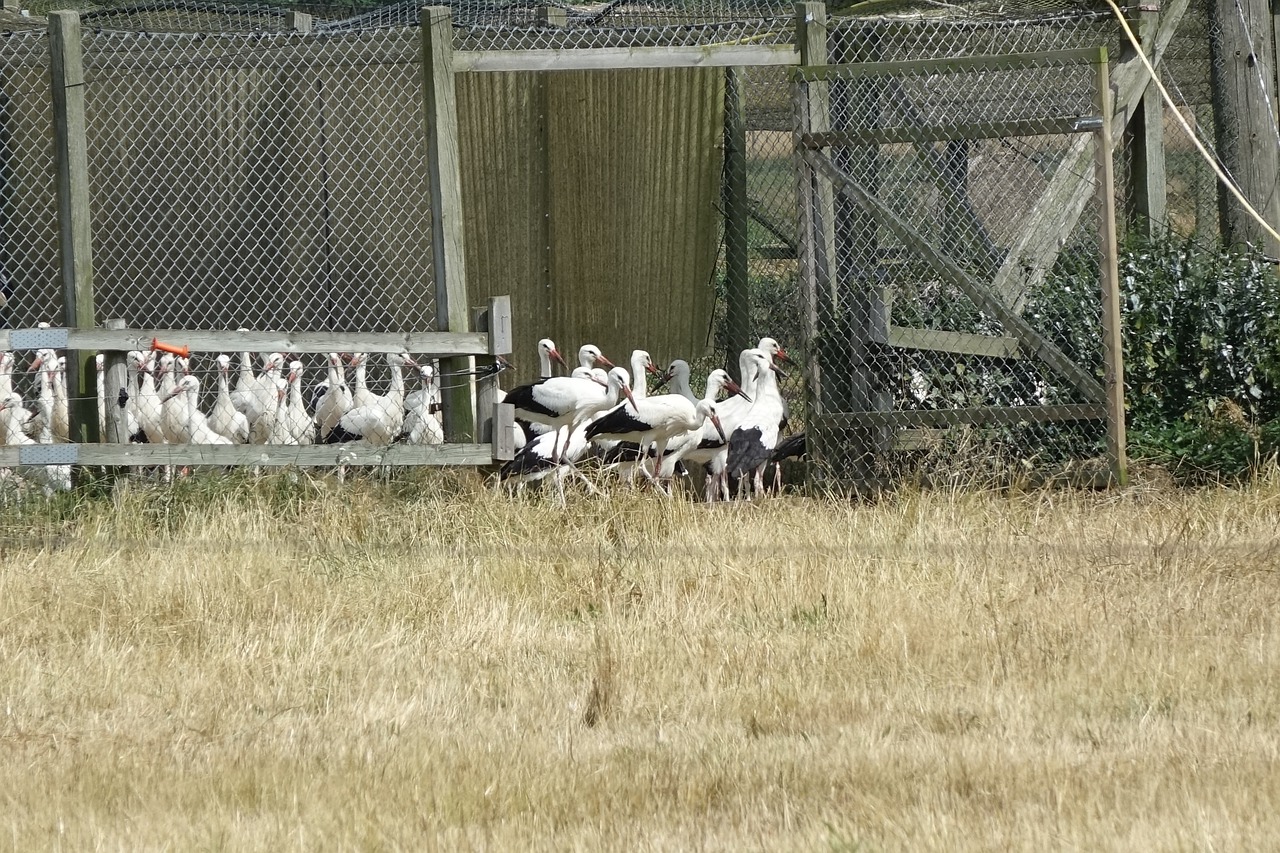 stork  the stork species  hemmestorp monastery free photo