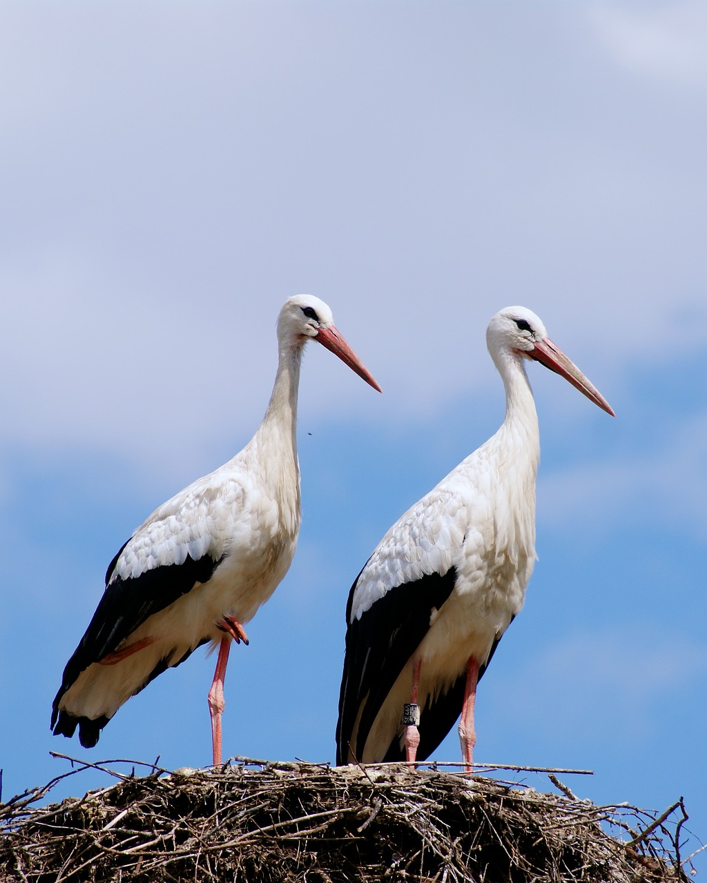 stork stork couple birds free photo