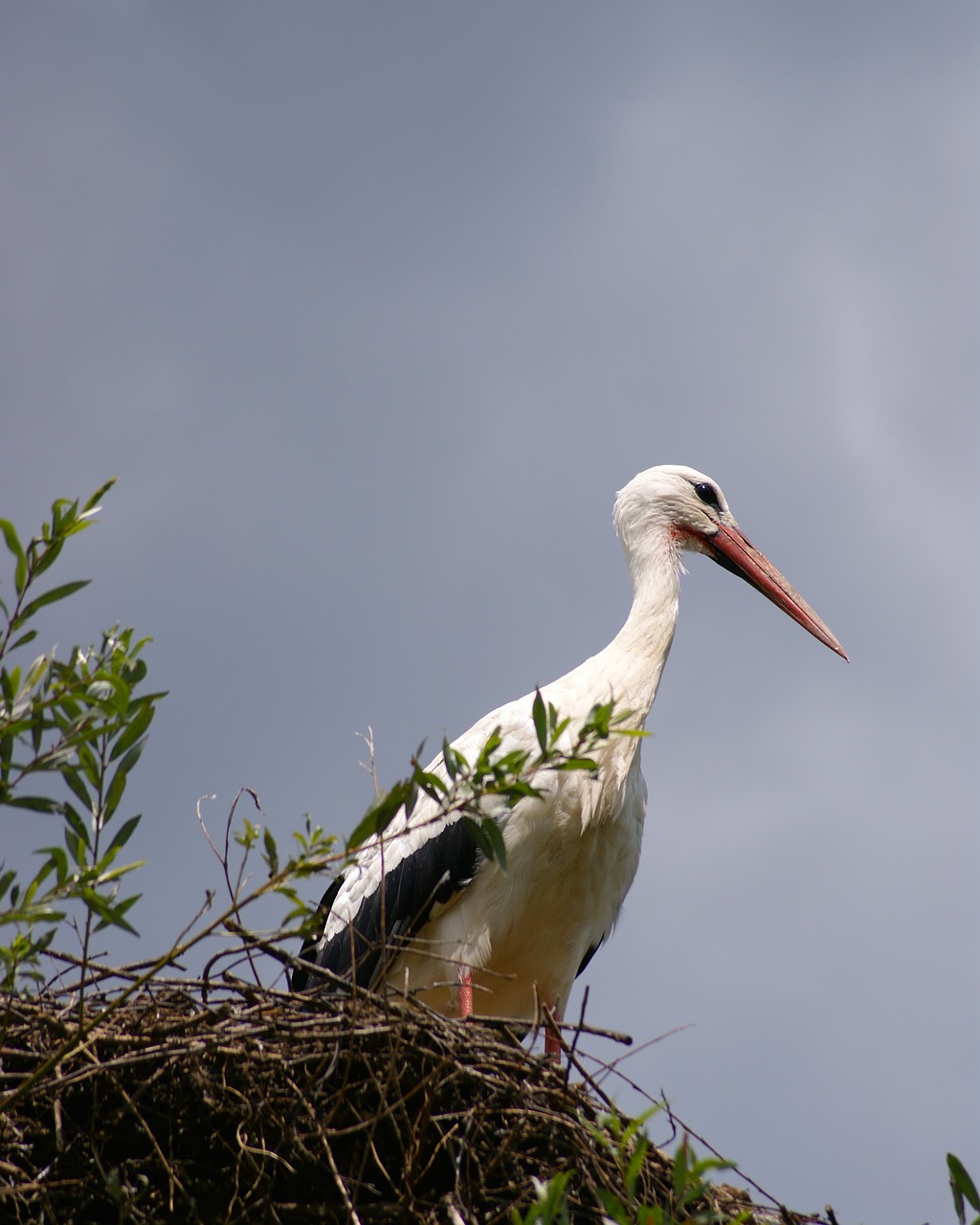 stork bird white stork free photo