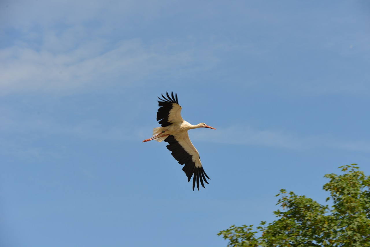 stork bird animals free photo