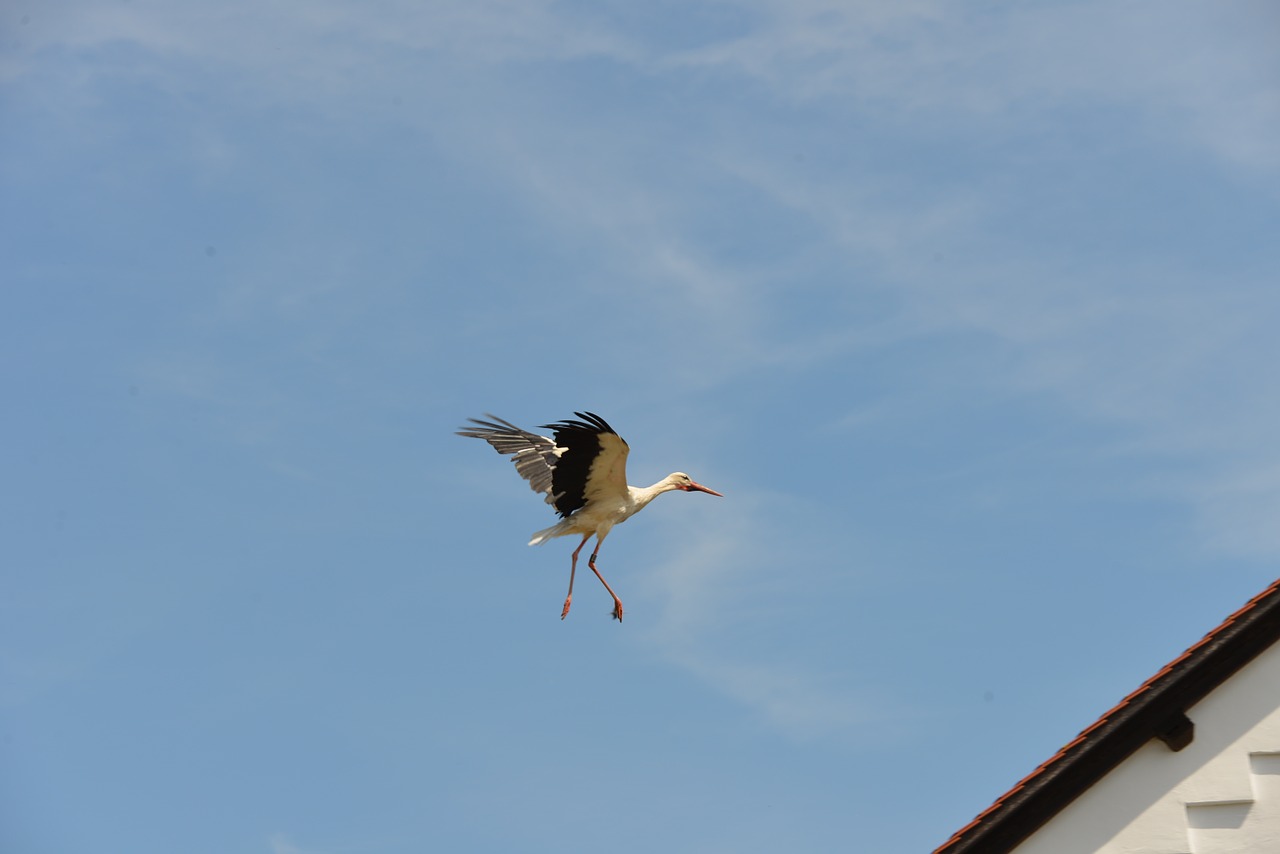 stork white stork rattle stork free photo