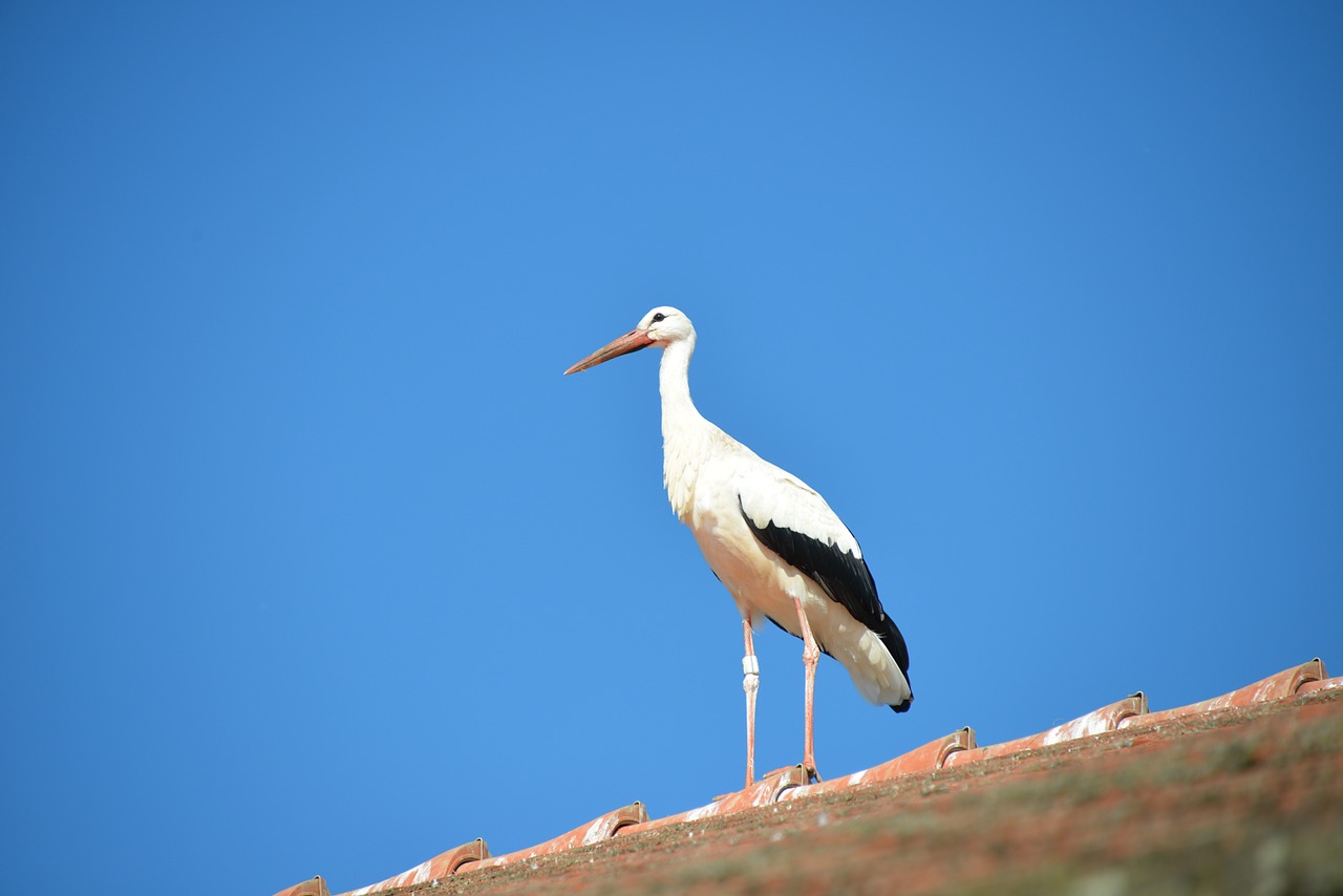 stork bird animal free photo