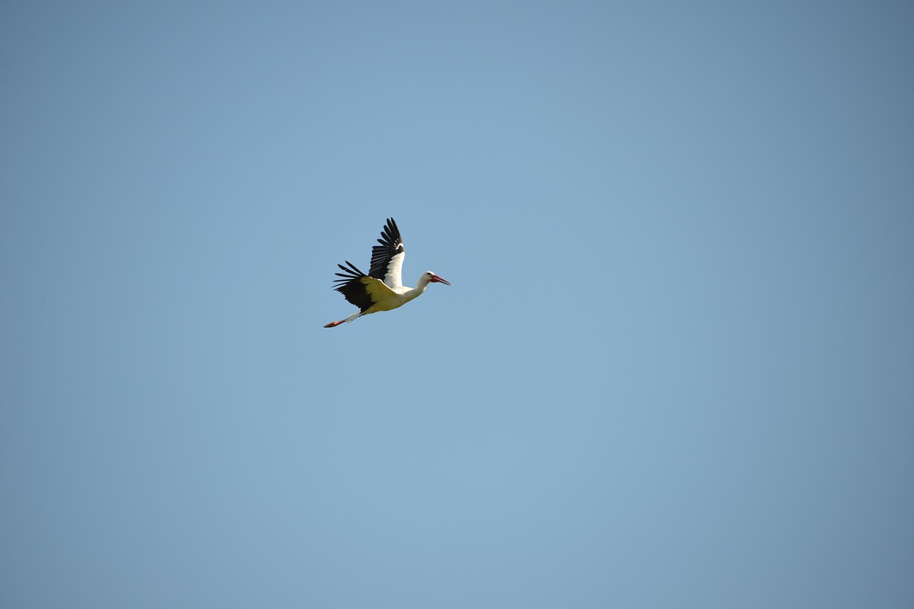stork flight bird free photo