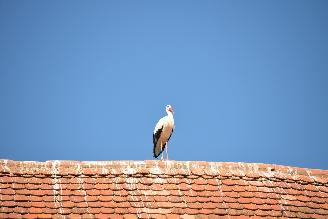 stork bird animal free photo