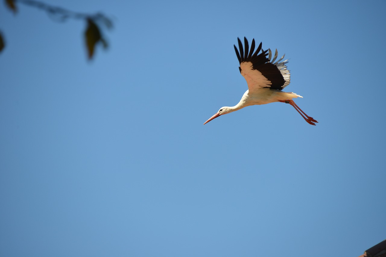 stork bird animal free photo