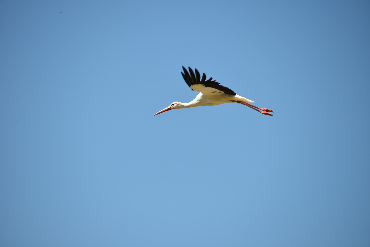 stork bird animal free photo