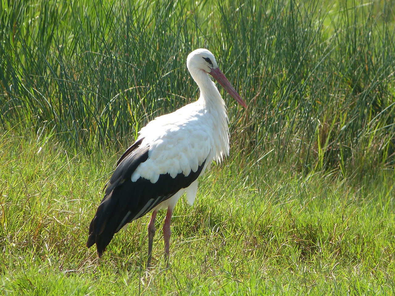 stork white birds free photo