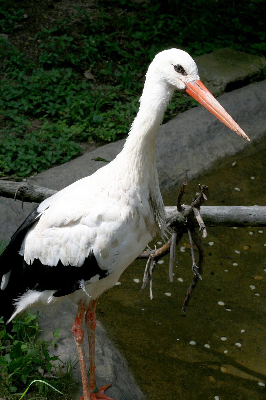 stork new everland free photo