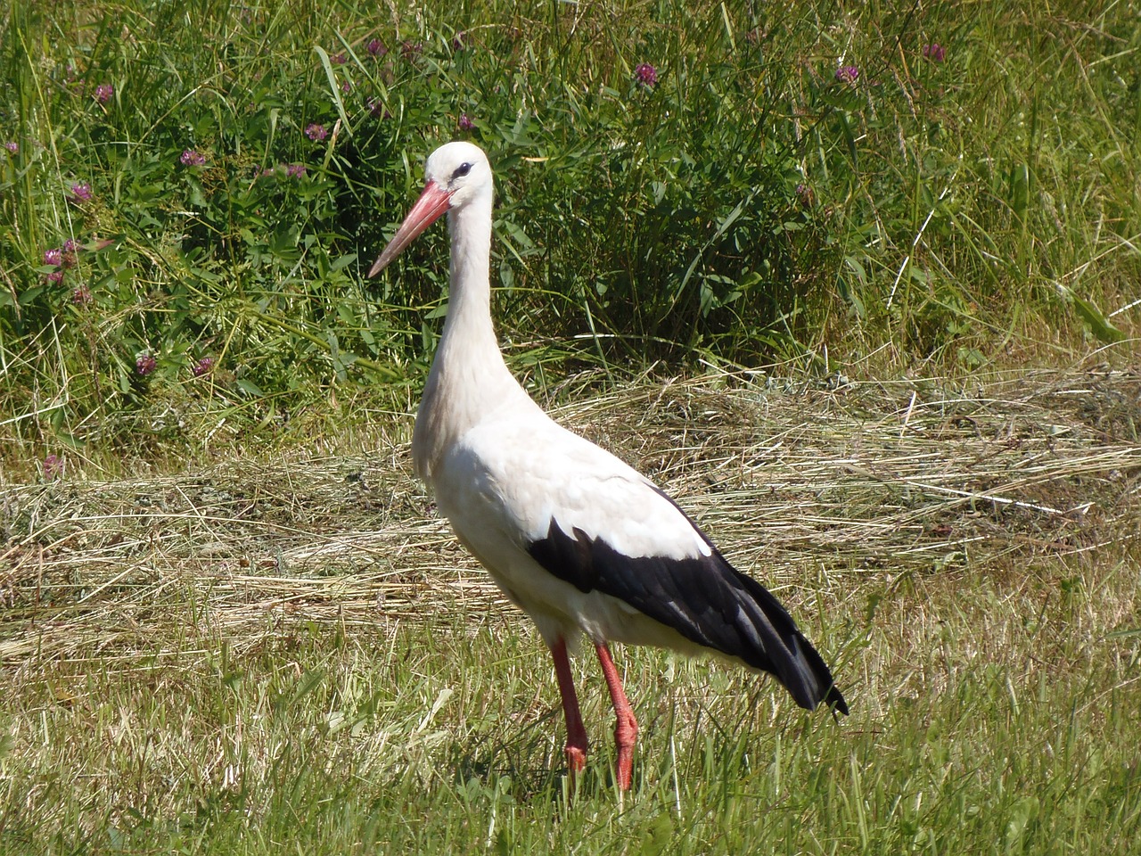 stork bird white free photo