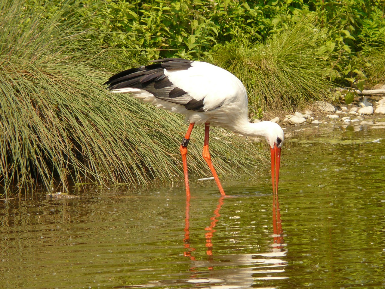 stork water waters free photo