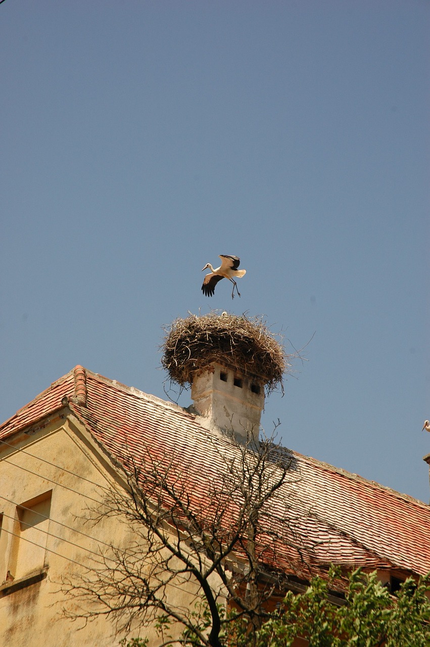 stork nest bird free photo