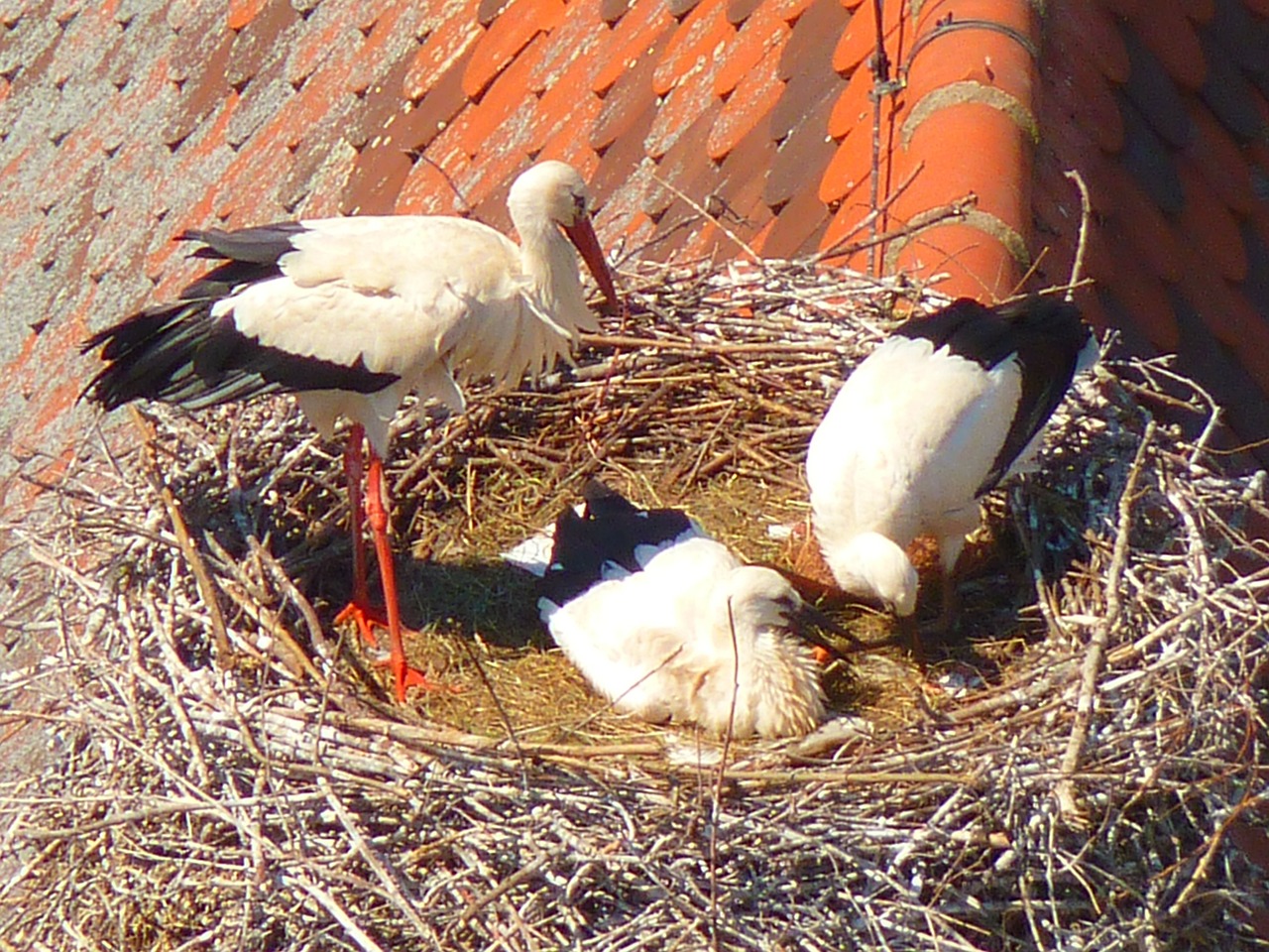 stork storks birds free photo