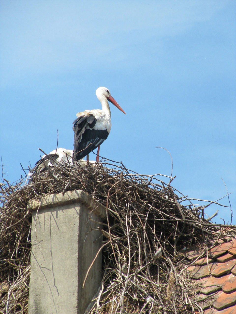 stork ecomusée ungersheim free photo