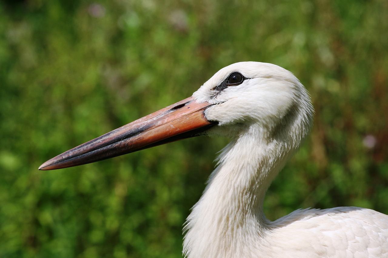 stork stork colony france free photo