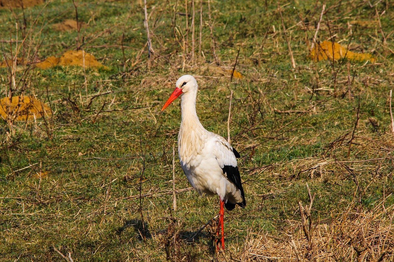 stork rattle stork dorsten free photo