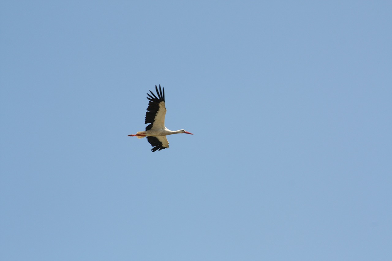 stork sky flight free photo