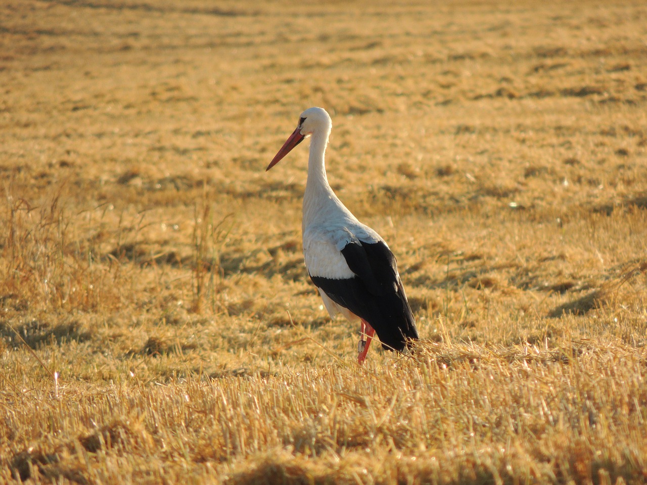 stork,bird,harvest,field,evening,straw,summer,harvested,free pictures, free photos, free images, royalty free, free illustrations, public domain