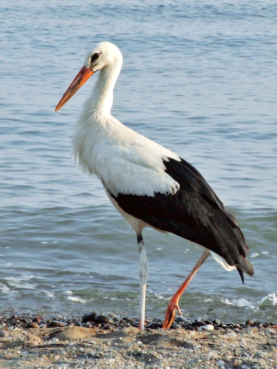 stork beach sea free photo