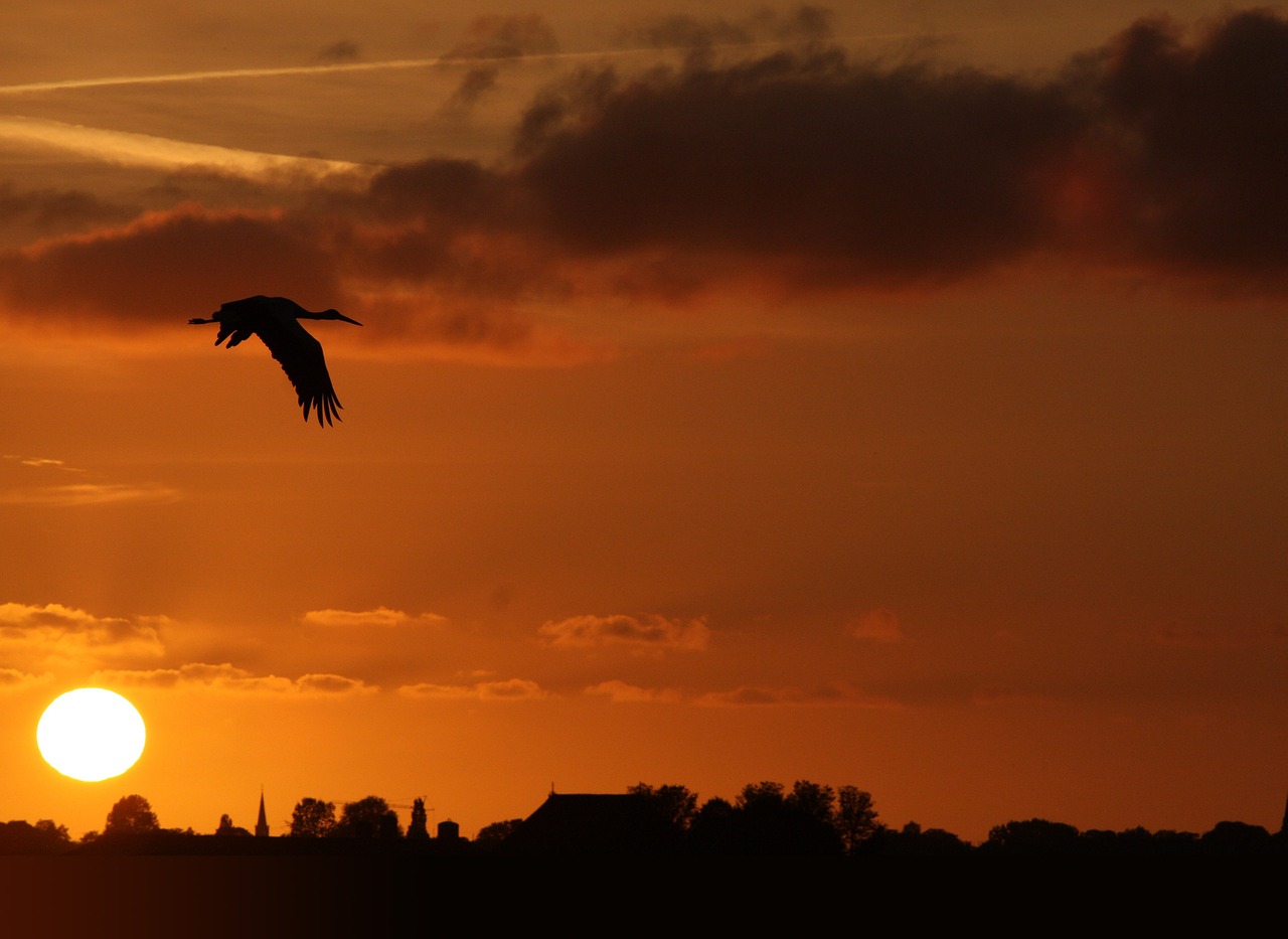 stork sunset friesland free photo
