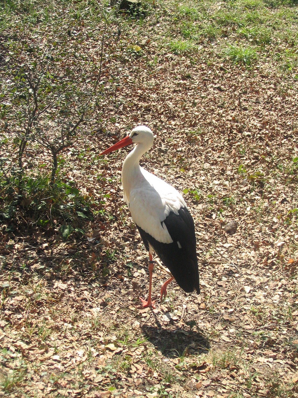 stork animal birds free photo