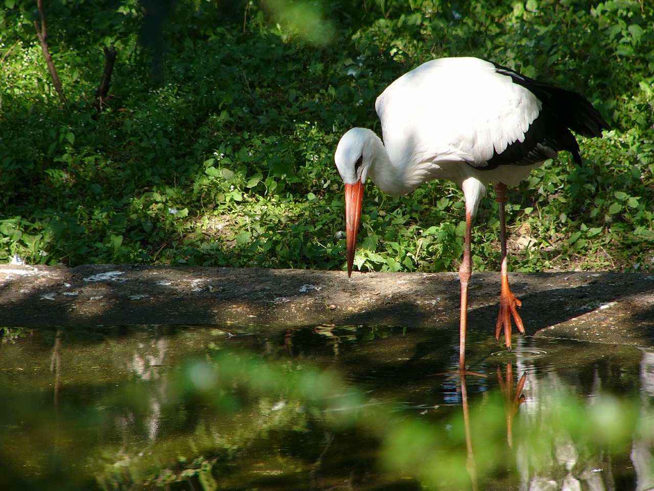 stork pond water free photo