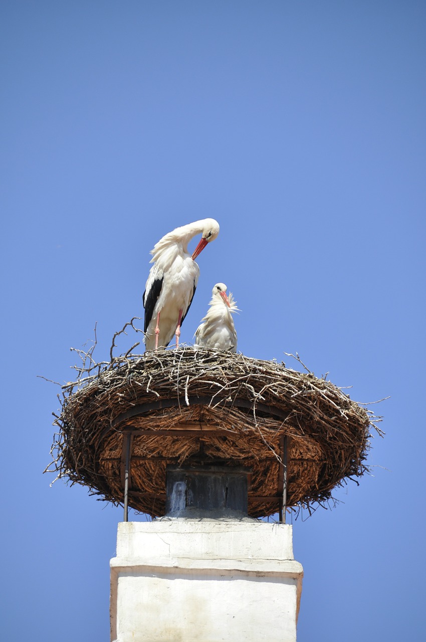 stork nest storchennest free photo
