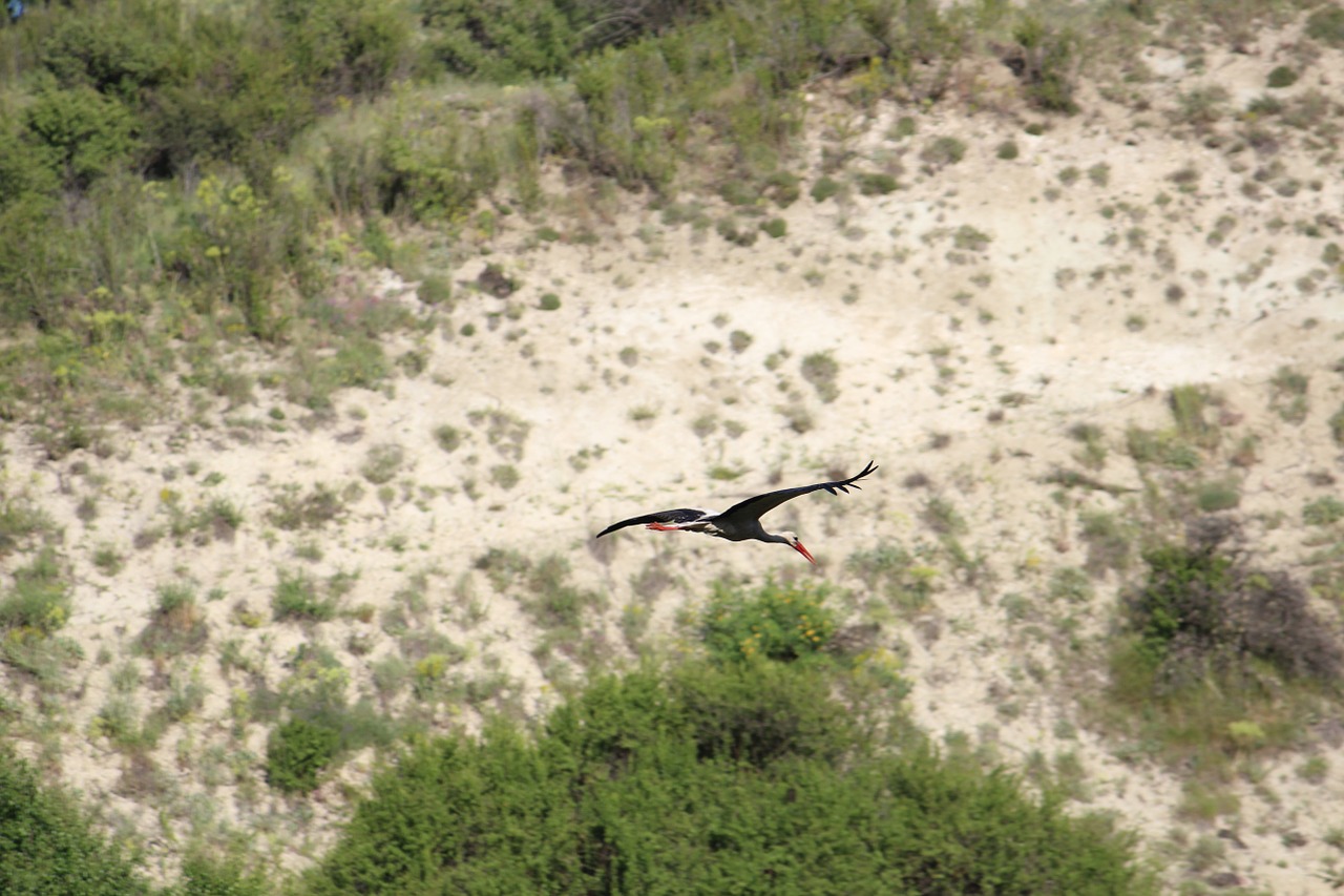 stork bird flight free photo